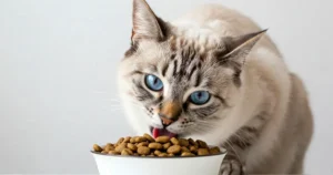 How much Dry Food to Feed your Cat