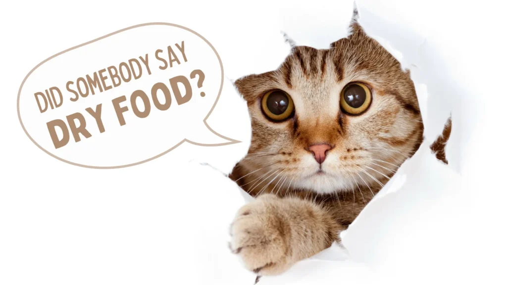 How Much Dry Food to Feed Your Cat? You Must Know!