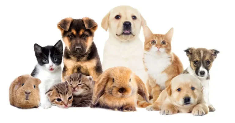 Cat Food Effect on Other Animals