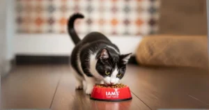 Iams Cat Food